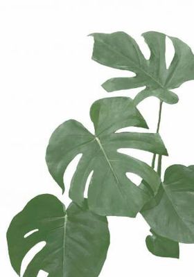 Monstera Aqua 03