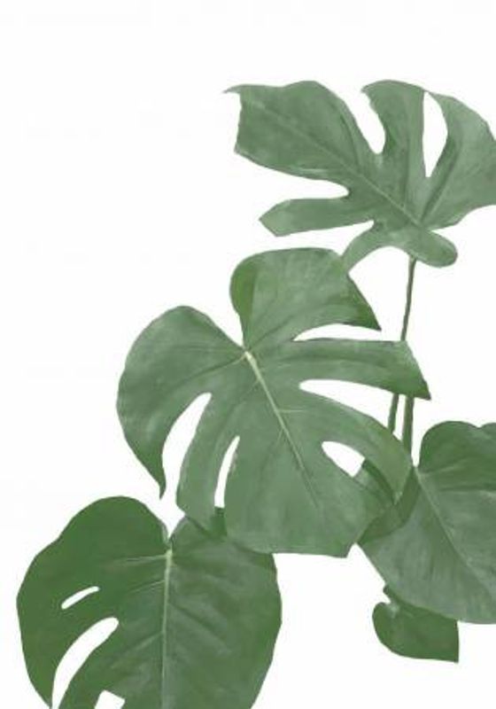 Monstera Aqua 03