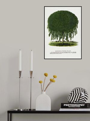 Kilmarnock Weeping Willow Tree Lithograph