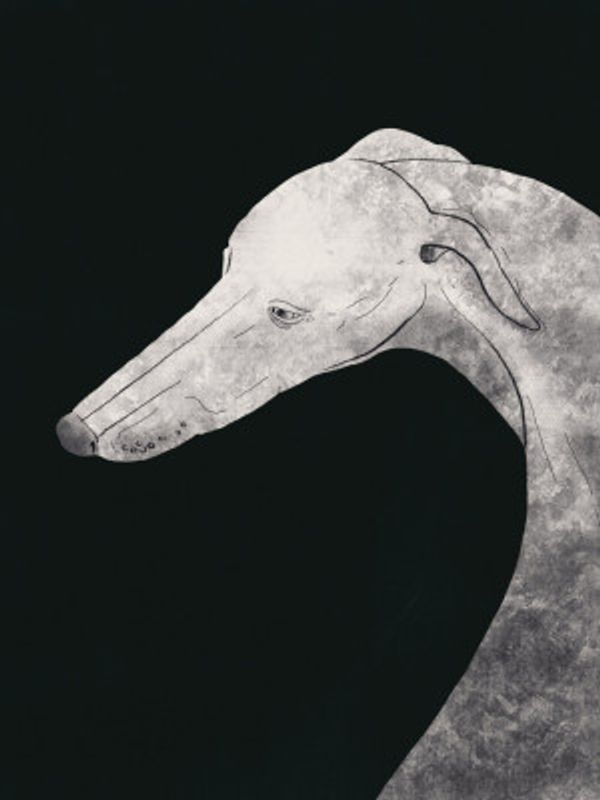 Greyhound black and white 02