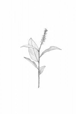 Delicate Plant Sketch