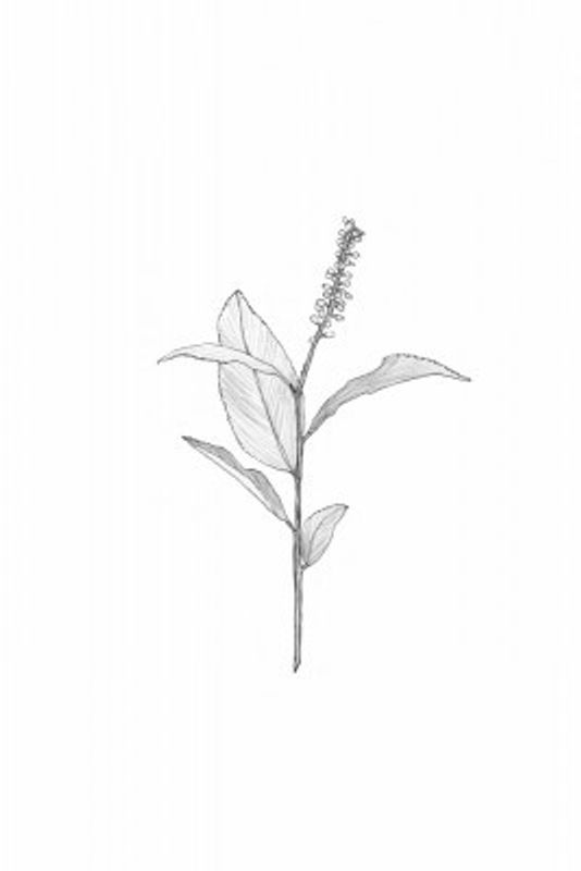 Delicate Plant Sketch