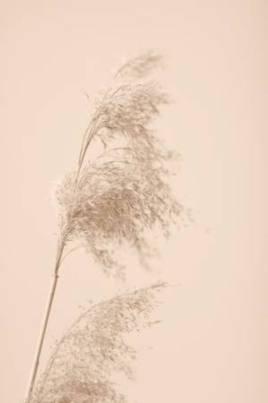 Reed Grass Beige 03