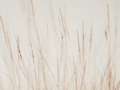 Whispers in the Wind