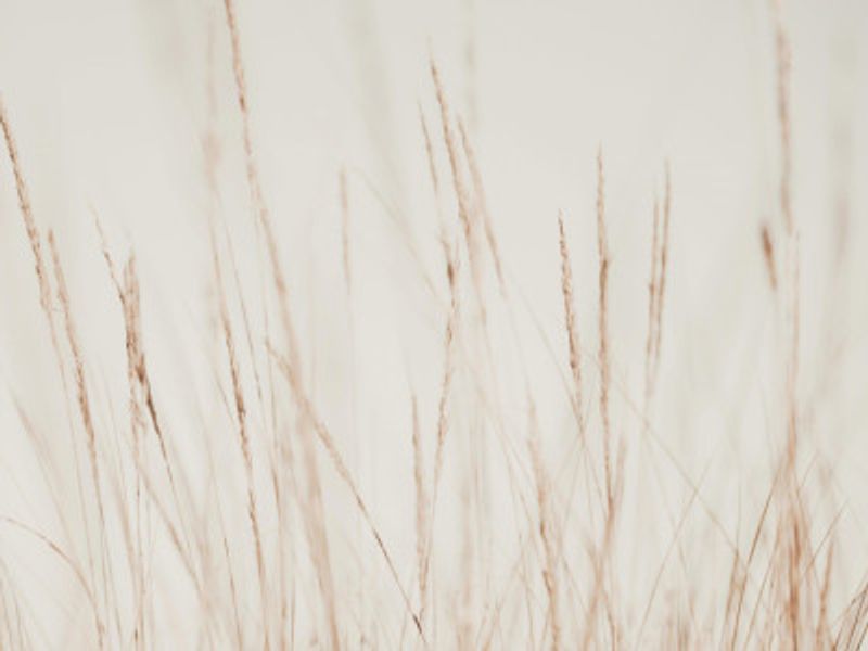 Whispers in the Wind