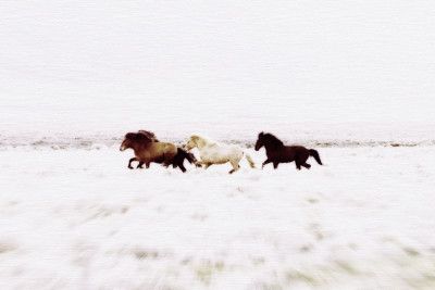 Wild Horses Iceland