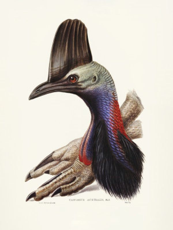 Australian Cassowary