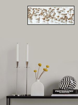 Bar-tailed Godwit 19