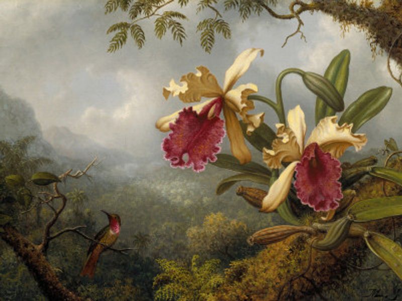 Orchids and Hummingbird - Martin Johnson Heade