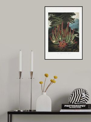 The Maggot–Bearing Stapelia from The Temple of Flora (1807)