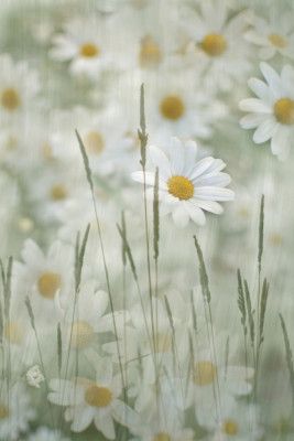 Delicate White Daisies