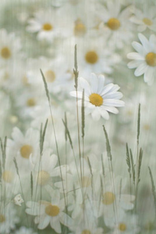 Delicate White Daisies