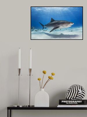 Notch - the Tiger Shark