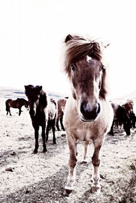 Iceland Horse Rikka