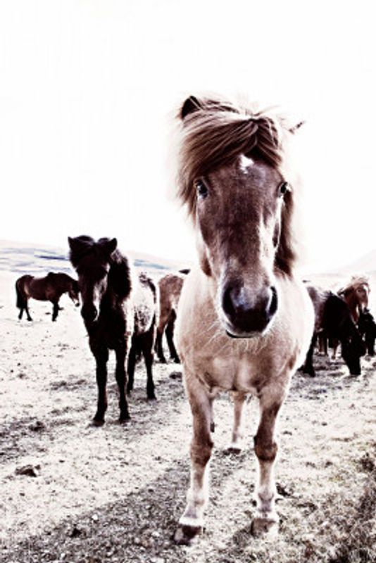 Iceland Horse Rikka