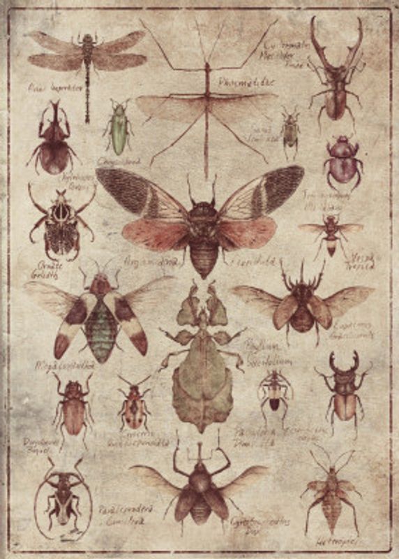 Vintage-style  Insects