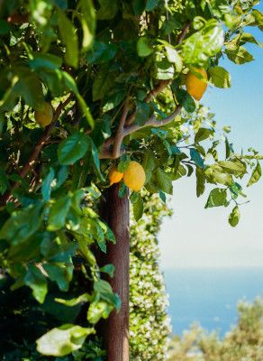Amalfi Coast Lemons II on Film