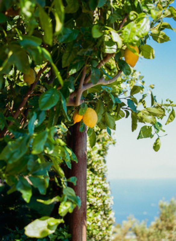 Amalfi Coast Lemons II on Film