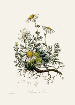 Chamomile (anthemis Nobilis) Medical Botany