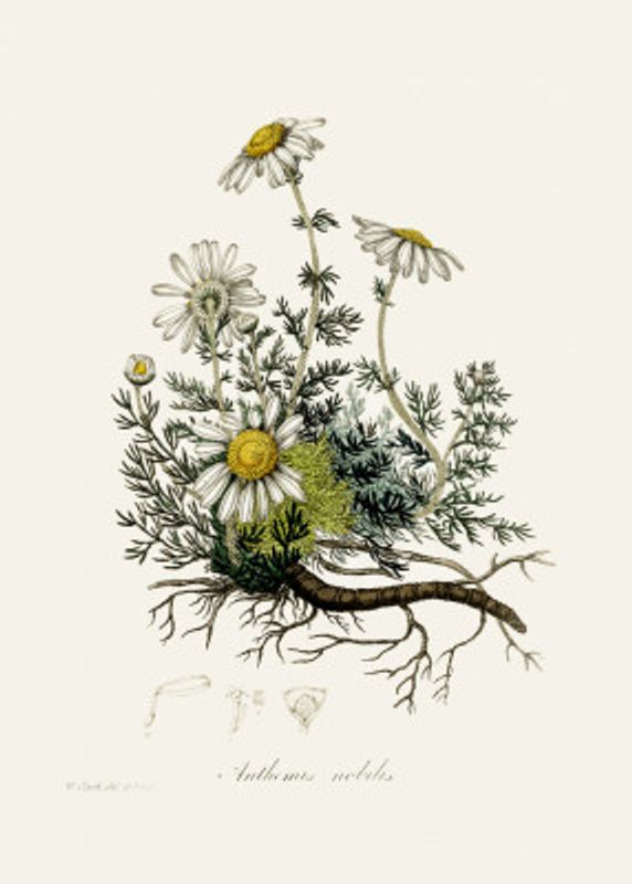Chamomile (anthemis Nobilis) Medical Botany
