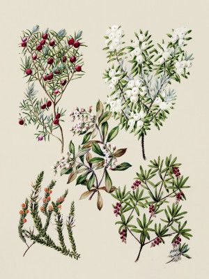 Antique Flowers Drawn By Sarah Featon (1848–1927)