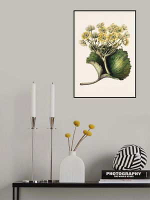 Korikor Drawn By Sarah Featon (1848–1927