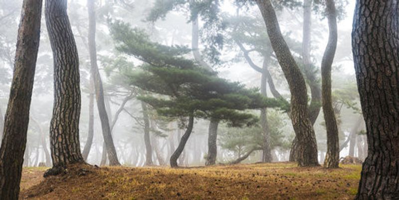 In The Misty Pine Forest
