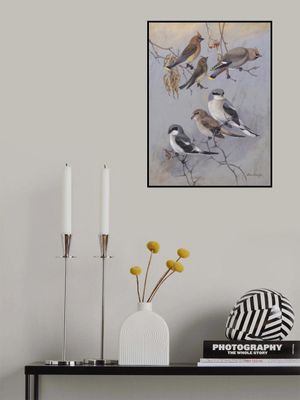 Waxwings By Allan Brooks