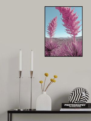 Blooming Pink Yuccas in the Mojave Desert