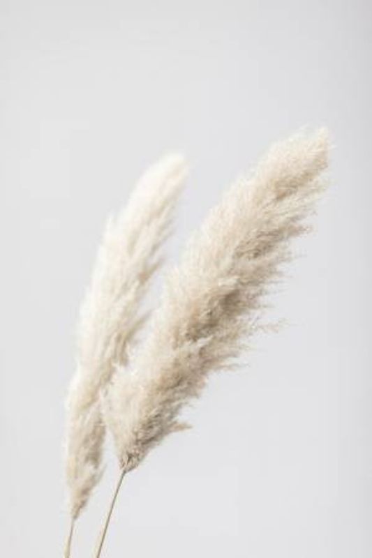 Pampas Grass Grey 13