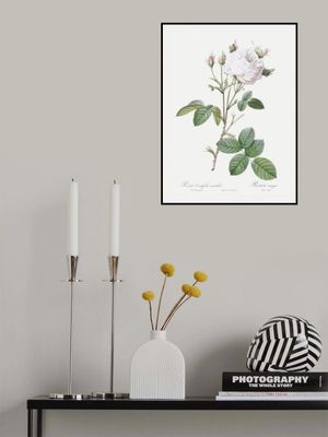 Cabbage Rose White Provence, Les Roses (1817–1824)