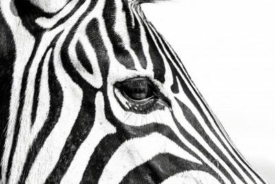 Zebra In Black & White