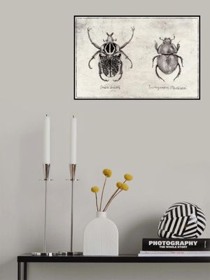 Ornate Goliath  Trichogomphus Martabani