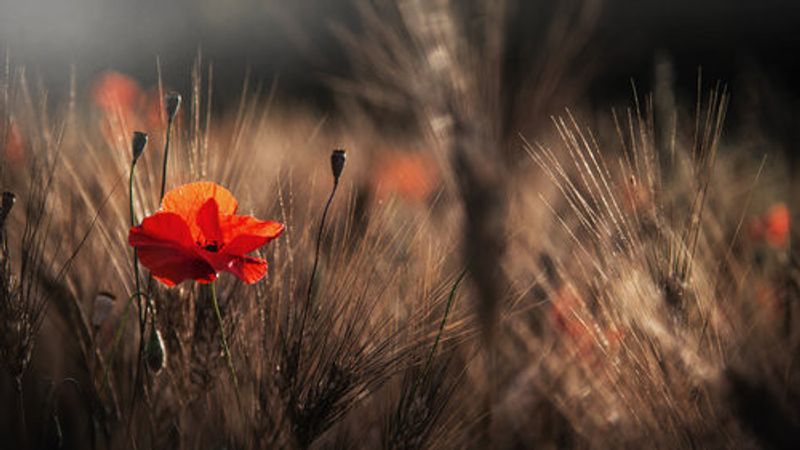 Poppy with corn