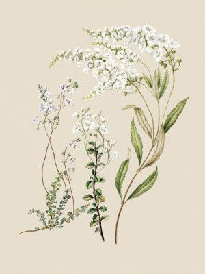 Veronica Drawn By Sarah Featon (1848–1927)