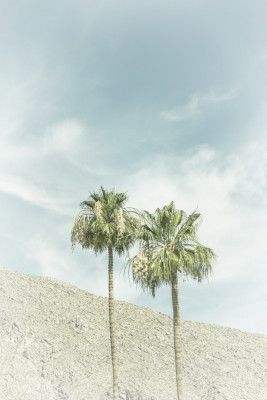 Vintage Palm Trees in the desert