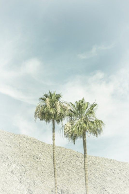 Vintage Palm Trees in the desert
