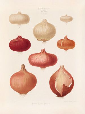 Onions From Album Benary (1876 1886) By Ernst Benary