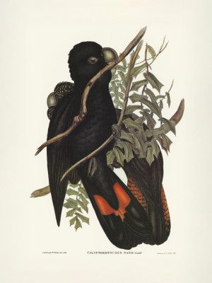 Western Black Cockatoo