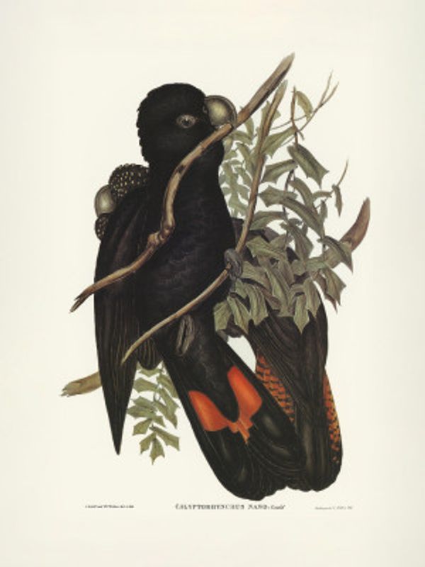 Western Black Cockatoo