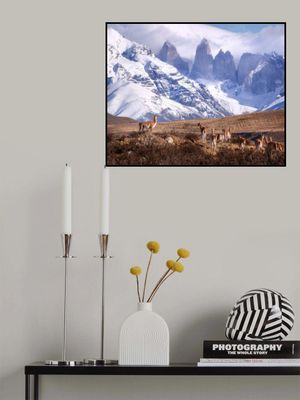 Guanakos in Patagonia