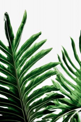 Green Monstera Leaves