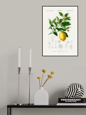 Lemon (citrus Limonium)