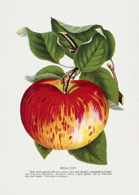 Wealthy Apple Lithograph