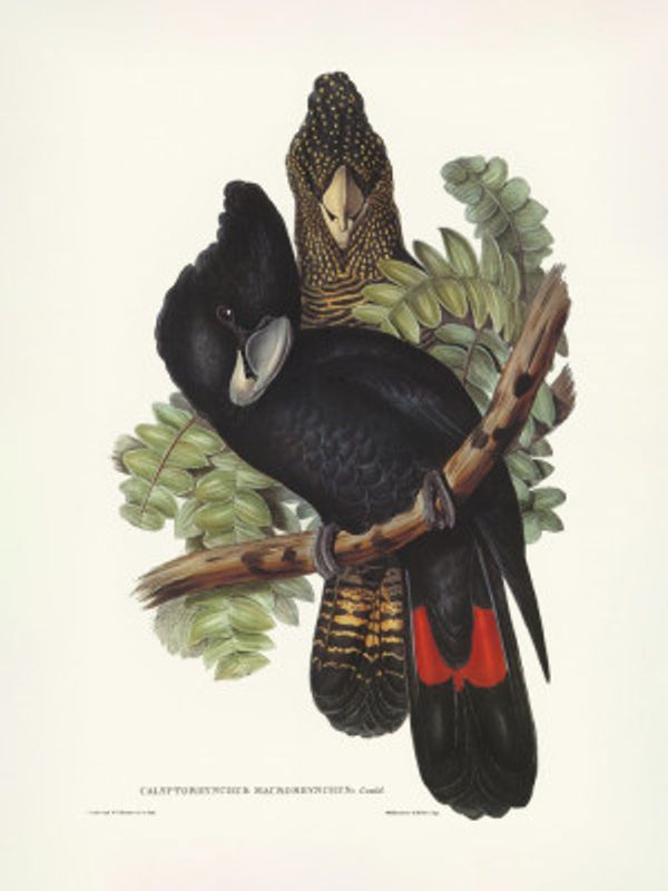 Great Billed Black Cockatoo