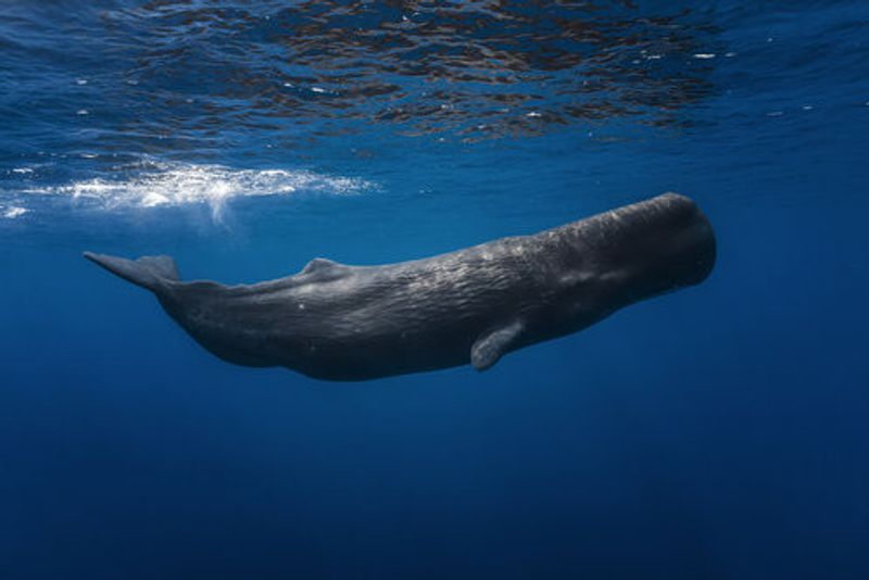 Sperm whale