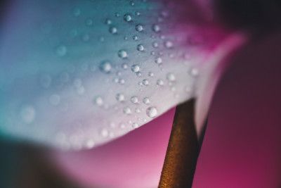 Delicate Water Droplets