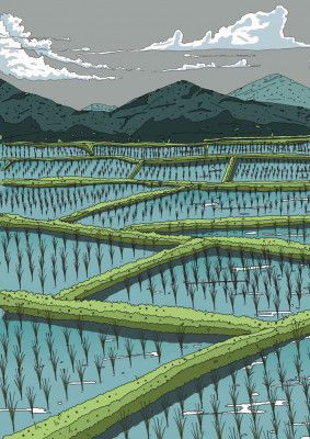 Chinese Paddy Fields