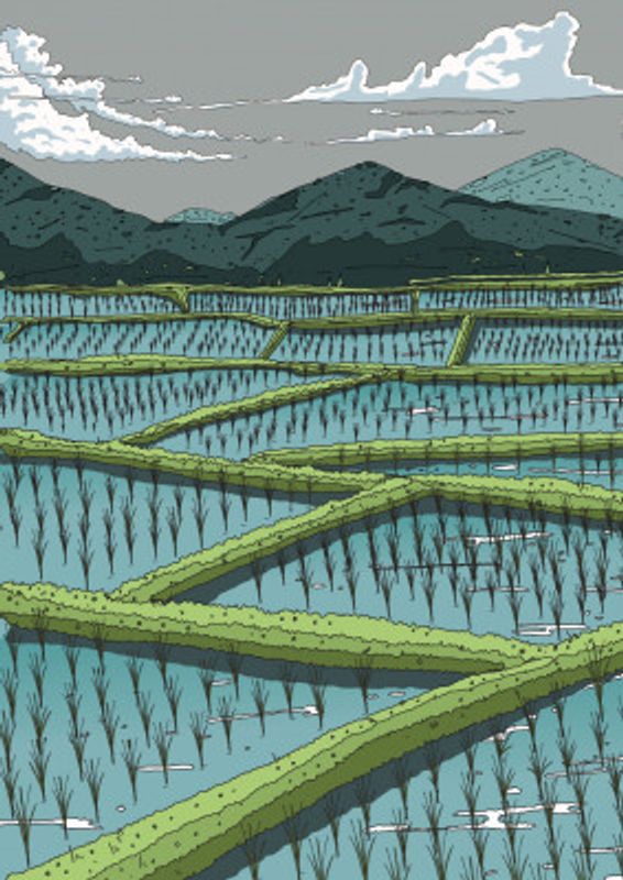 Chinese Paddy Fields