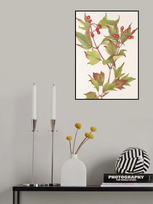 Guelder Rose From North American Wildflowers (1925) By Mary Vaux Walcott.